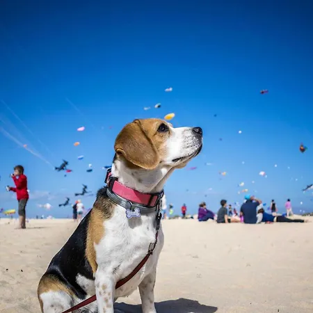 Juist Apartment Schillig